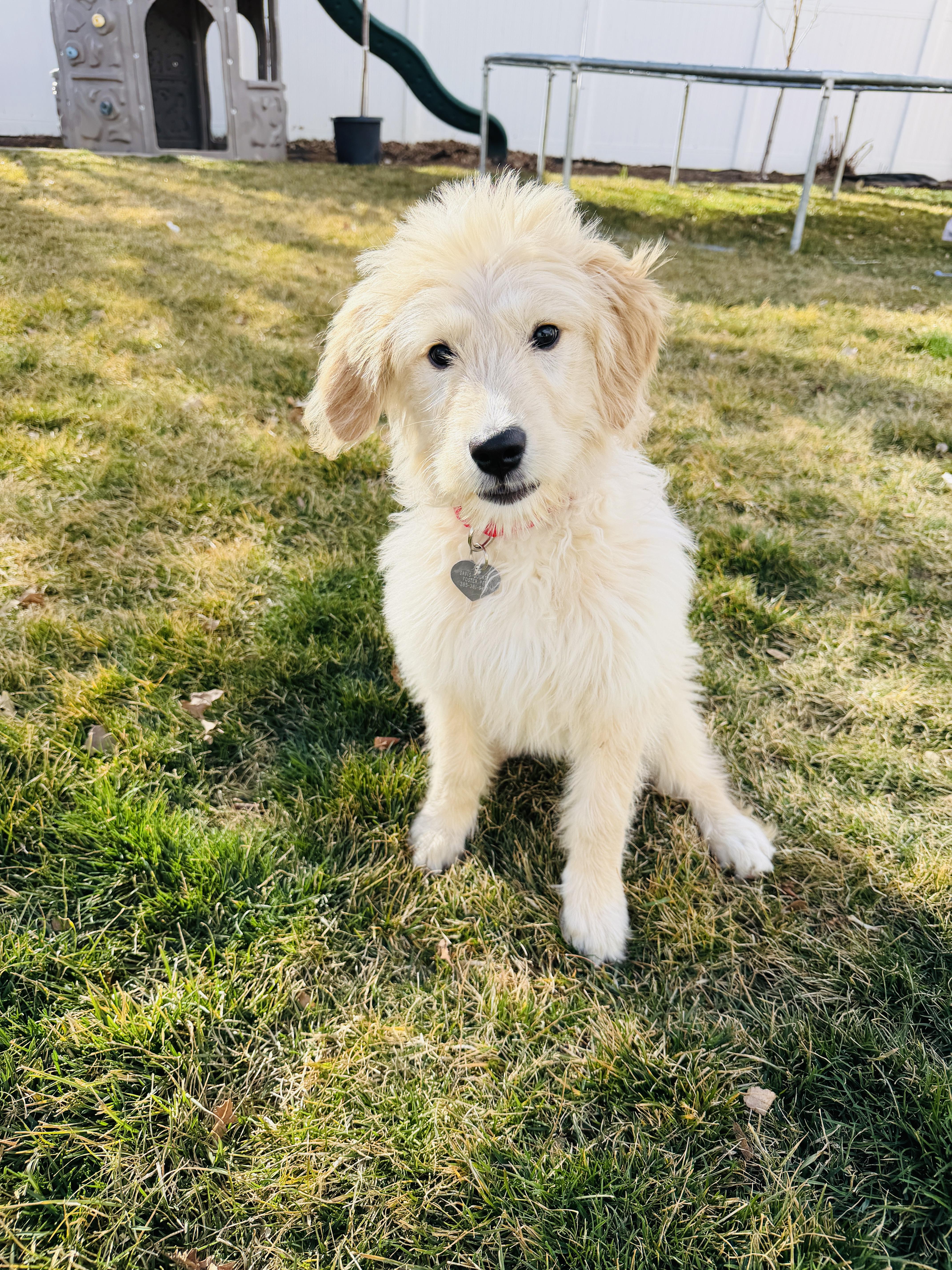 Harlie — thumbnail 5