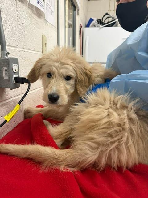 Harlie — thumbnail 6