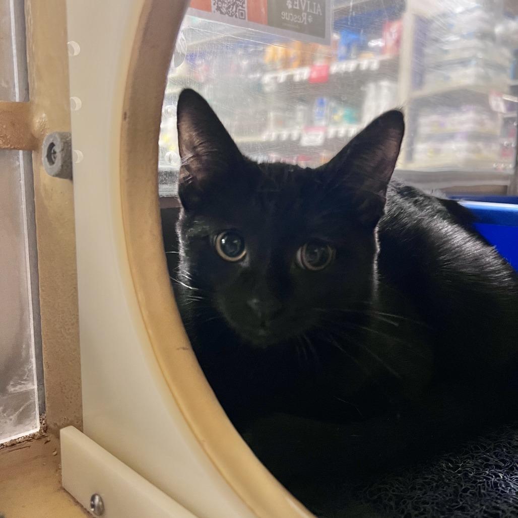 Anchor (bonded with Port), Adoptable, Kitten Female Domestic Short Hair.