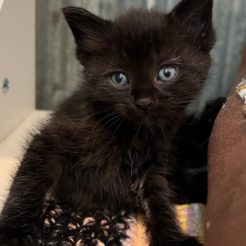 Anchor (bonded with Port), Adoptable, Kitten Female Domestic Short Hair.