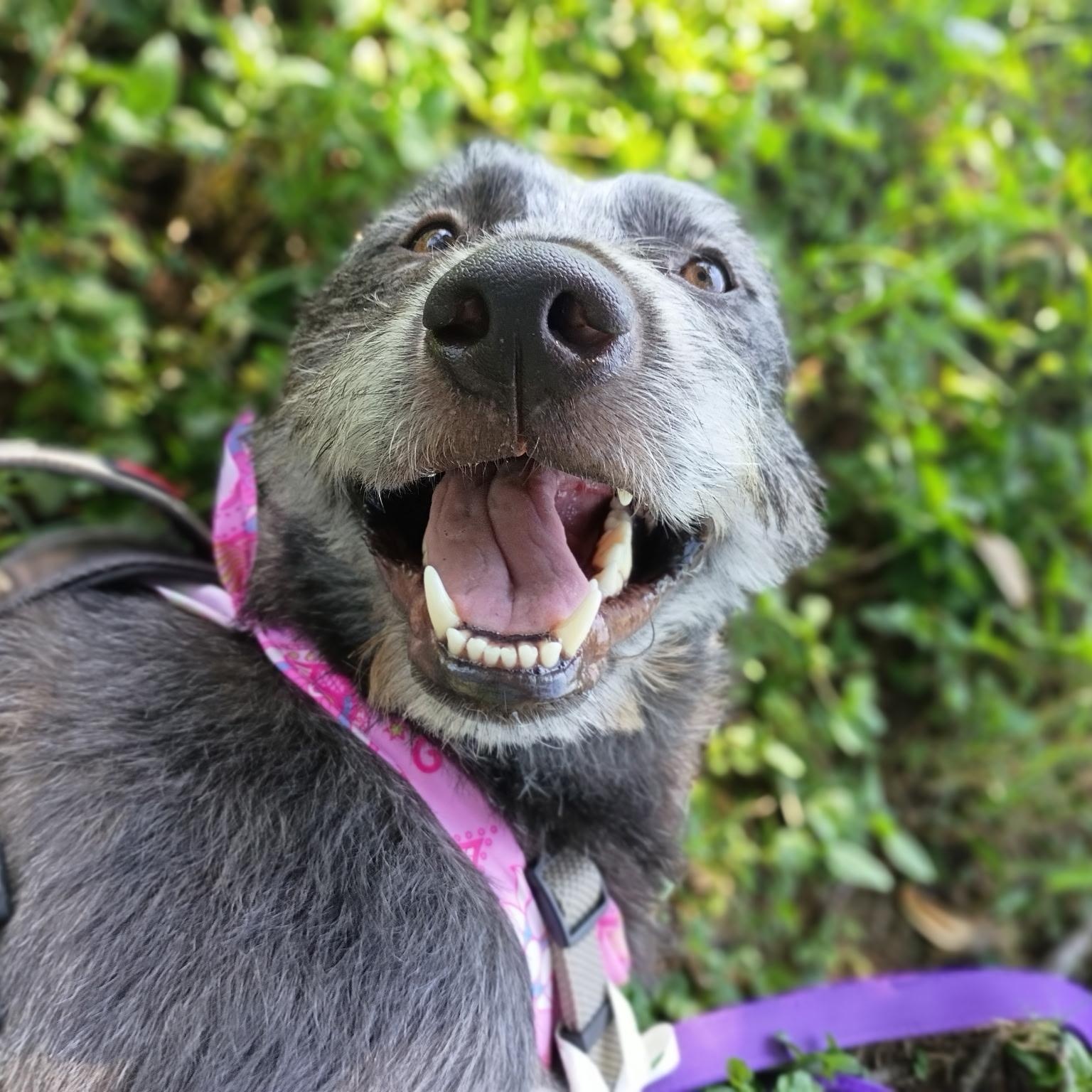 Enlarge Aggie, a Adoptable mixed breed in Enola, PA image 3/6