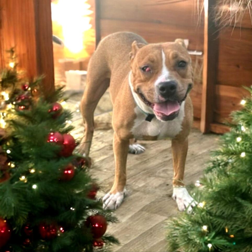 Enlarge Sevina, a Adoptable mixed breed in Winter haven, FL image 1/1