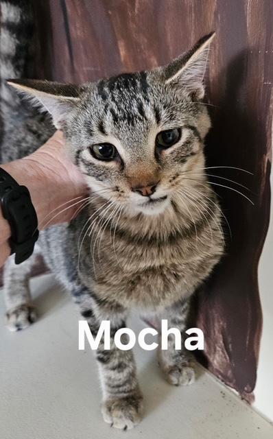 Mocha photo