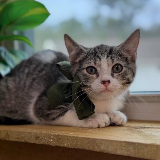 Charley Chappy — thumbnail 3