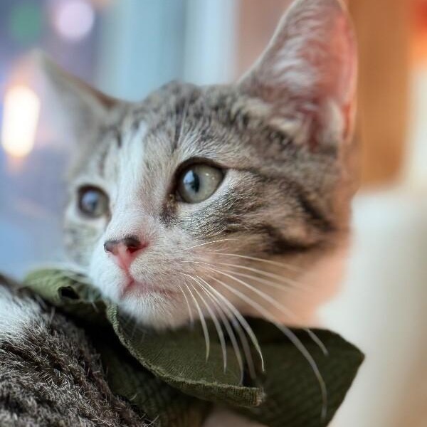 Charley Chappy — thumbnail 5