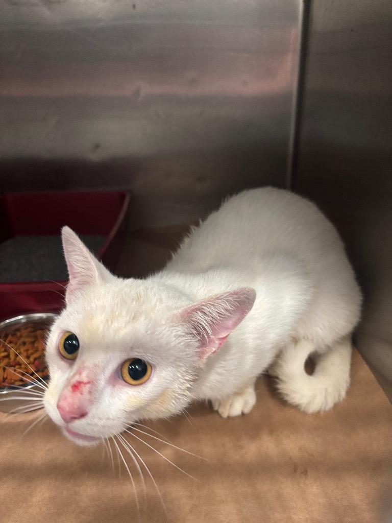 Ducks, Adoptable, Young Male Domestic Short Hair.