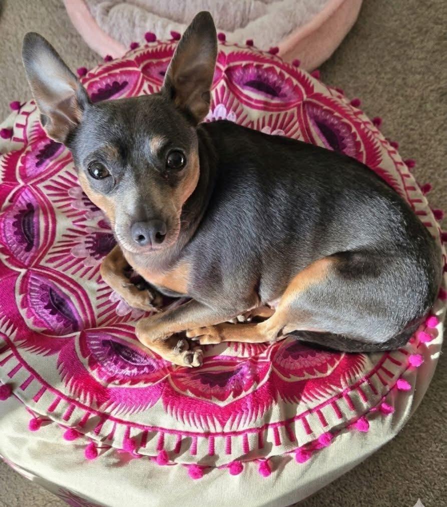 Peppermint Patty, ADOPTABLE, Young Female Miniature Pinscher.