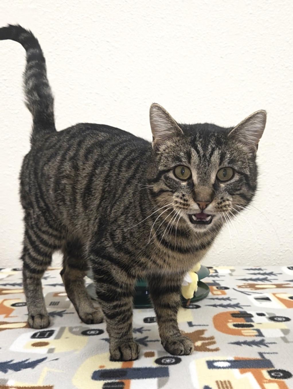 Ivan, ADOPTABLE, Adult Male Domestic Short Hair.