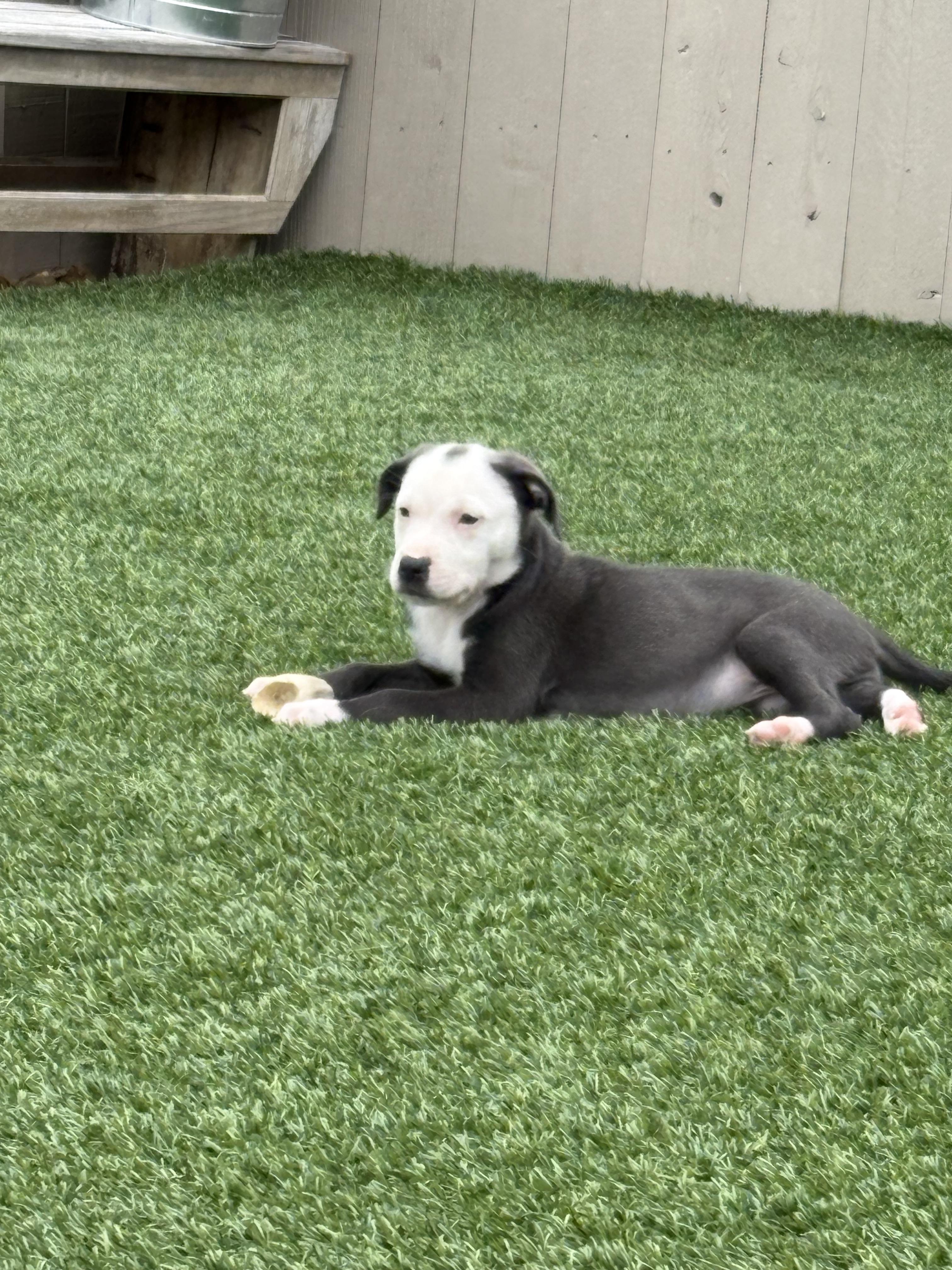 Brummy, Adoptable, Puppy Male Australian Shepherd & Catahoula Leopard Dog.