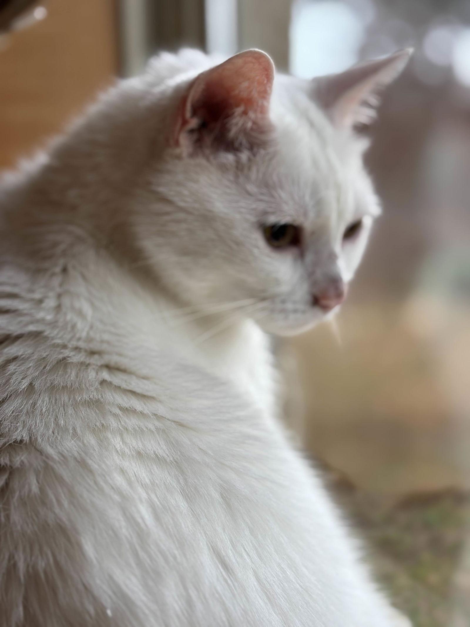Enlarge "Buddy", a Adoptable Domestic Short Hair in Fort Worth, TX image 1/3