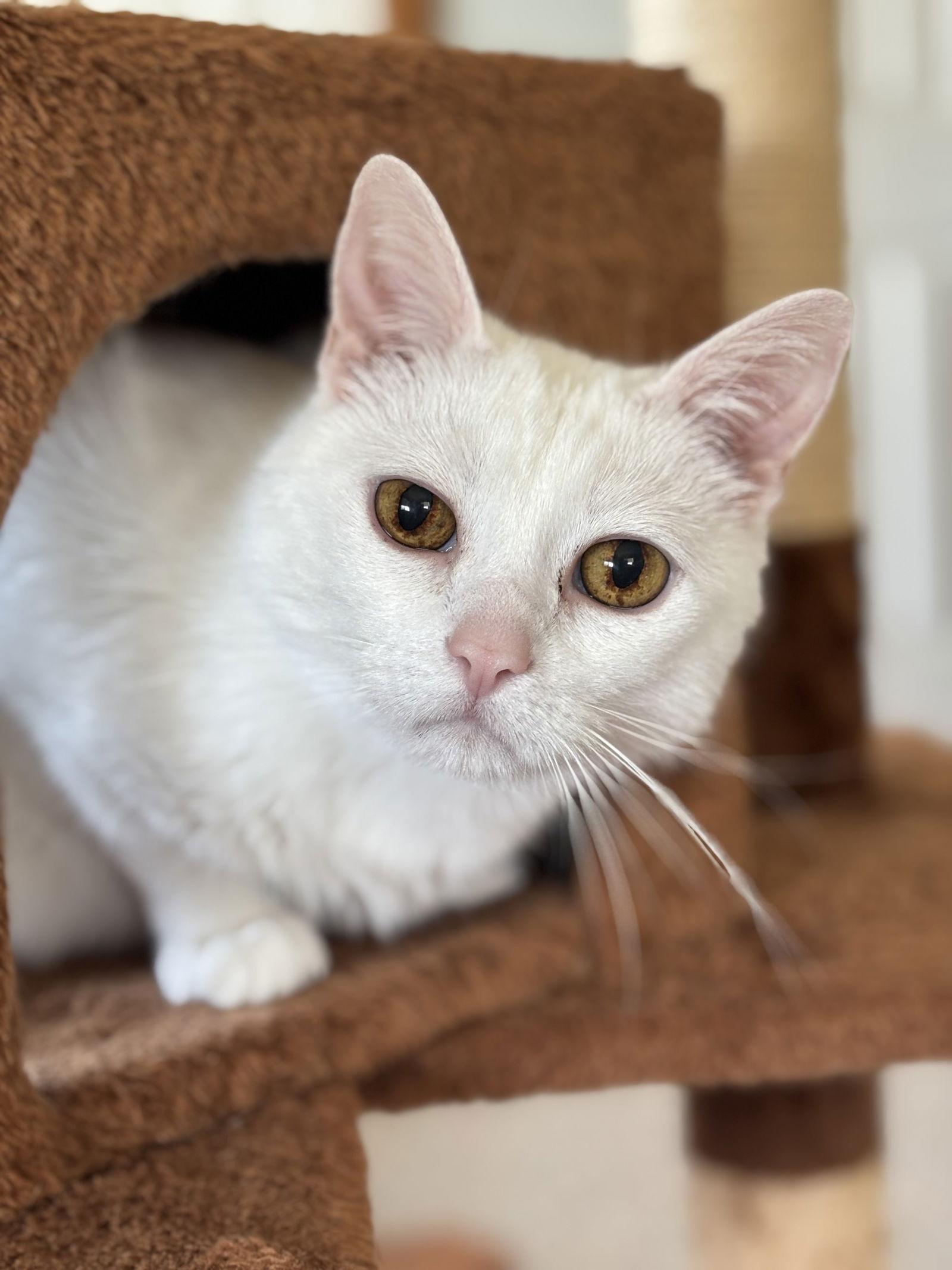 Enlarge "Buddy", a Adoptable Domestic Short Hair in Fort Worth, TX image 2/3