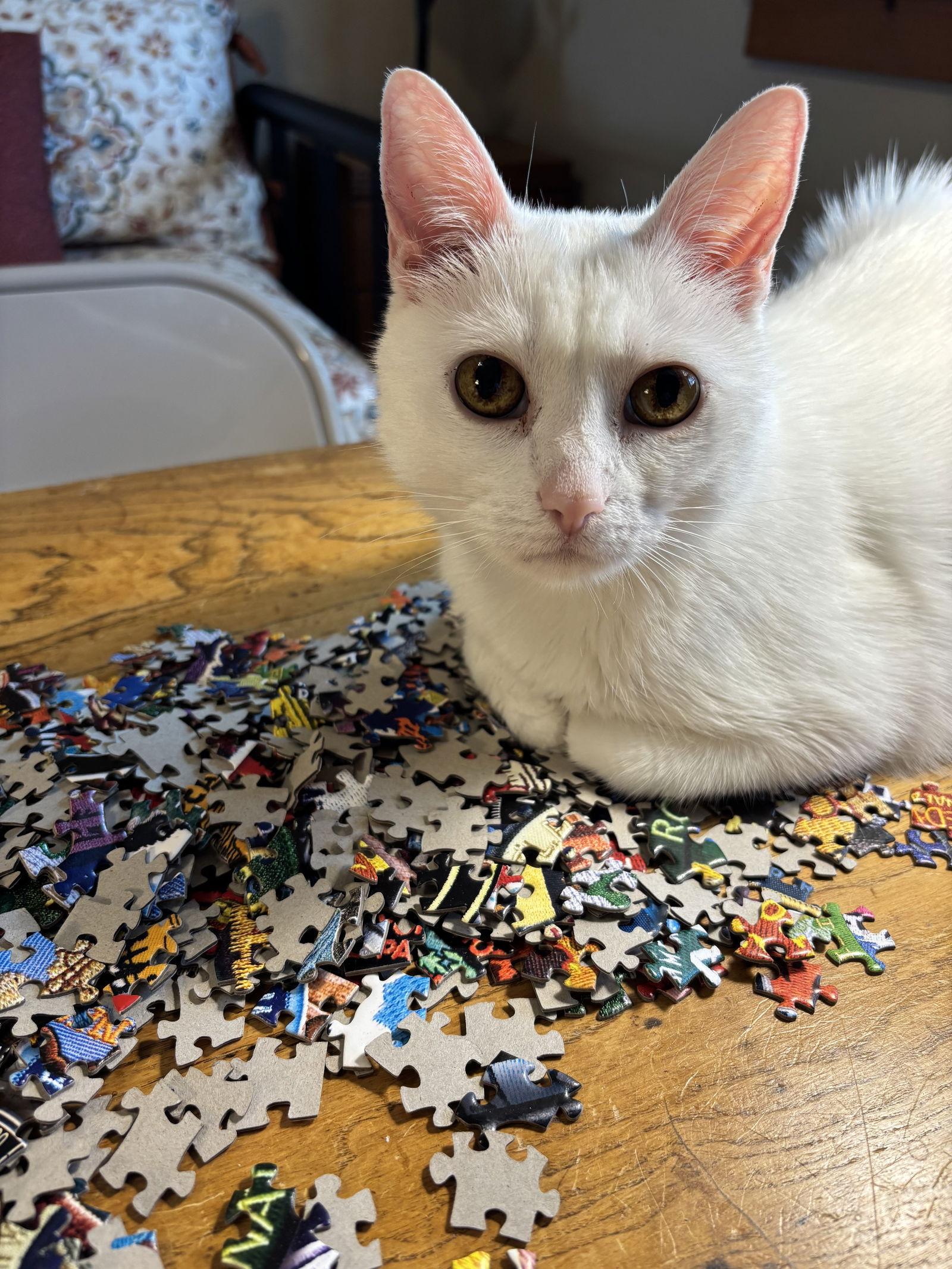 Enlarge "Buddy", a Adoptable Domestic Short Hair in Fort Worth, TX image 3/3