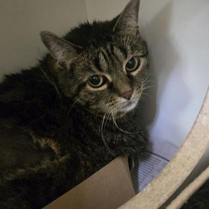 Kitty, Senior Female unknown