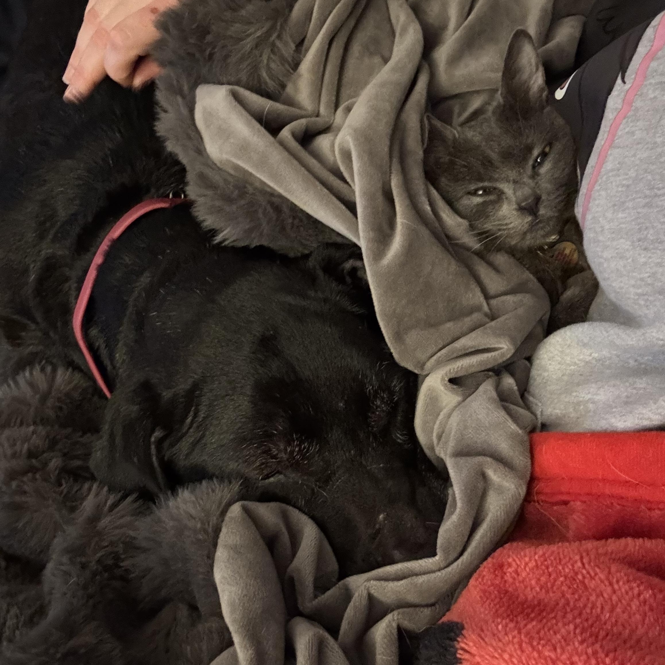 DJ, an adopted mixed breed in Bear, DE image 5/6