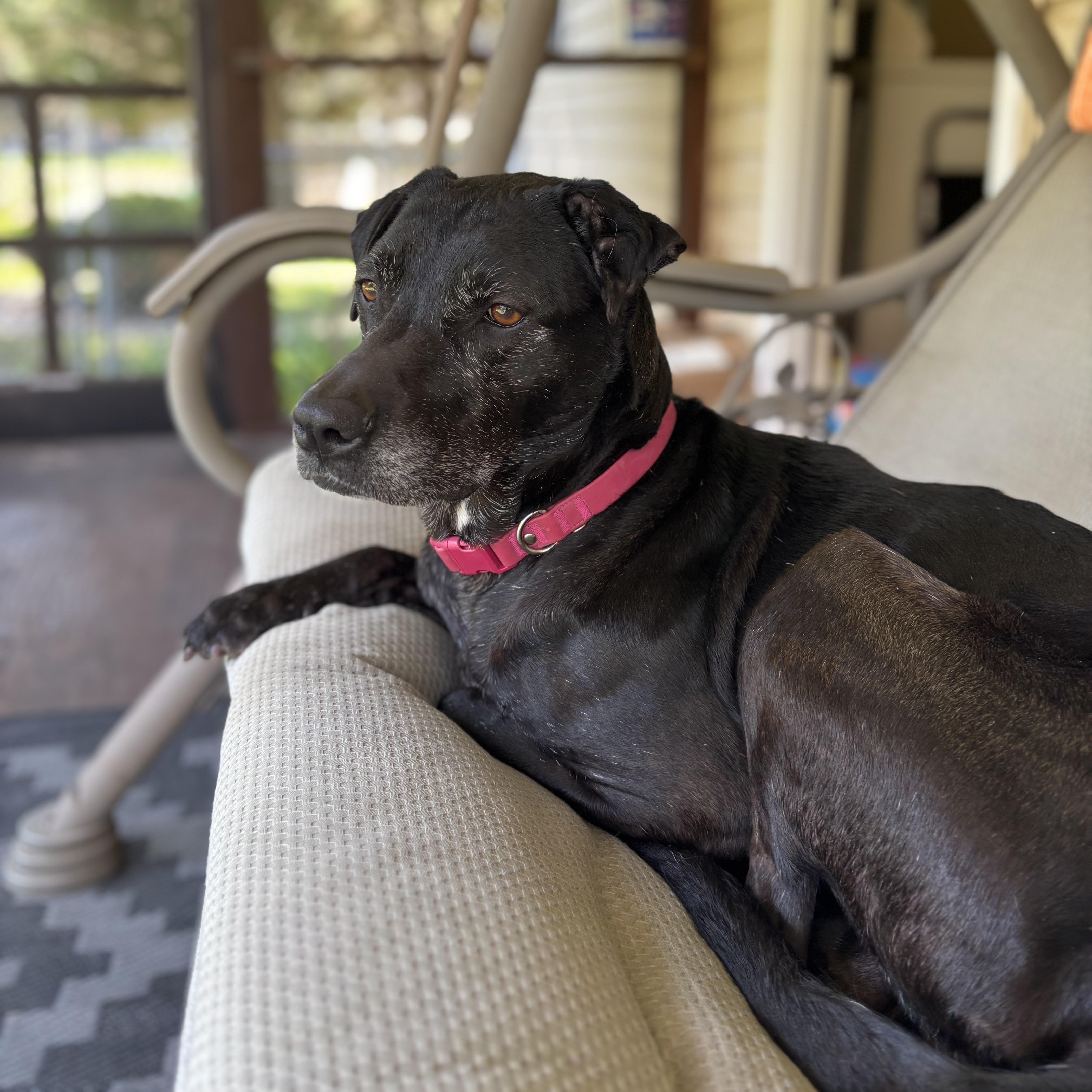 DJ, an adopted mixed breed in Bear, DE image 2/6