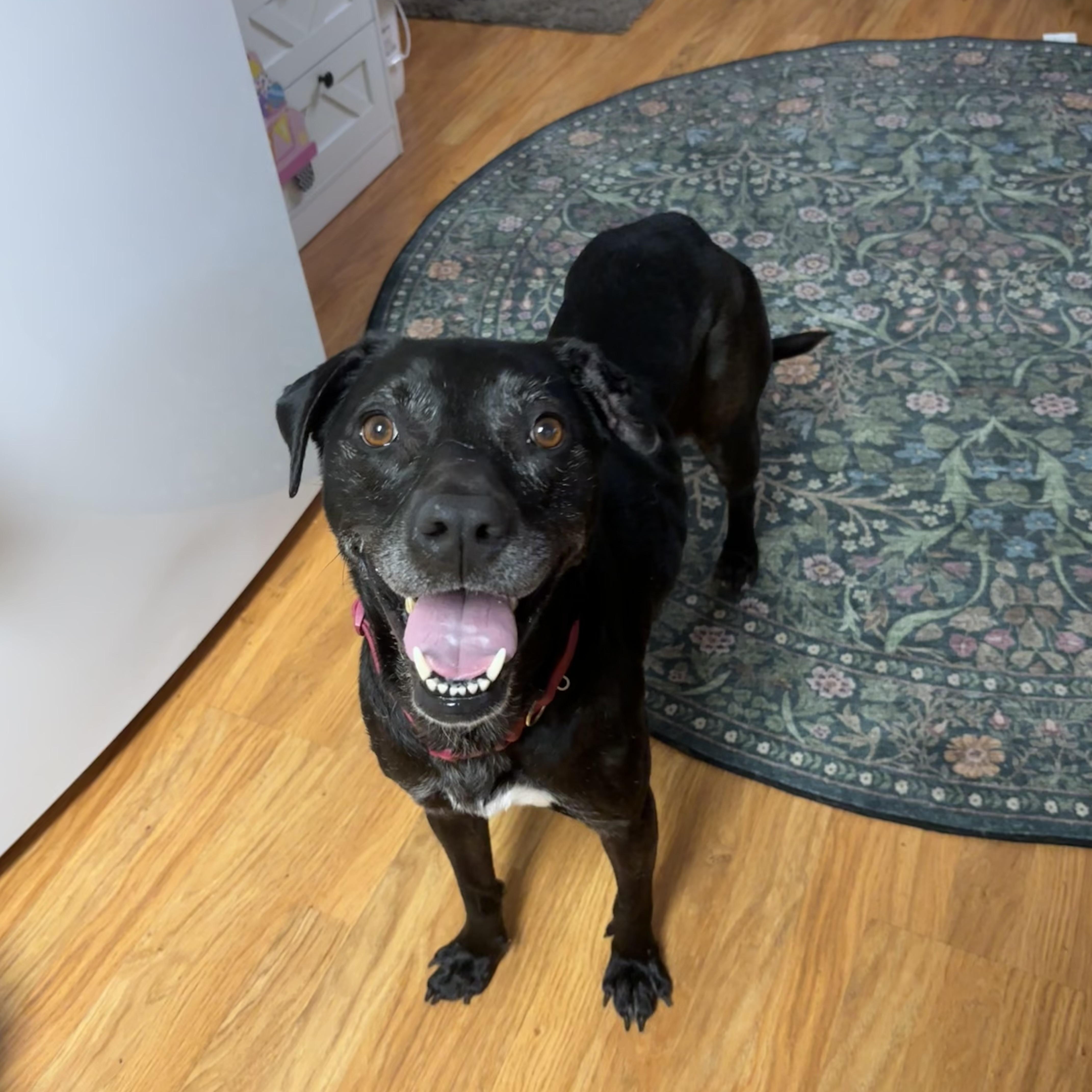 DJ, adopted, Adult Female Black Labrador Retriever.