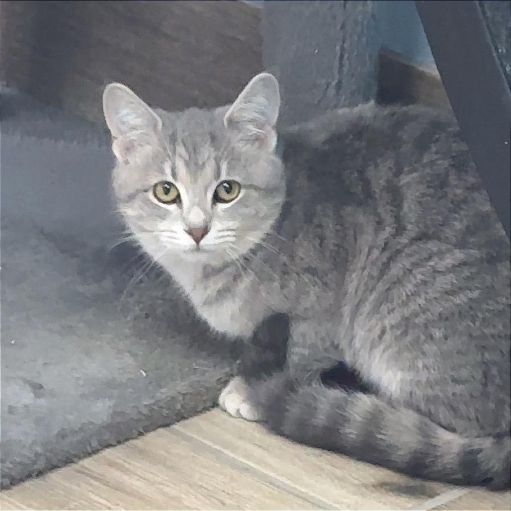 Hot Sauce, Adoptable, Young Female Domestic Short Hair.