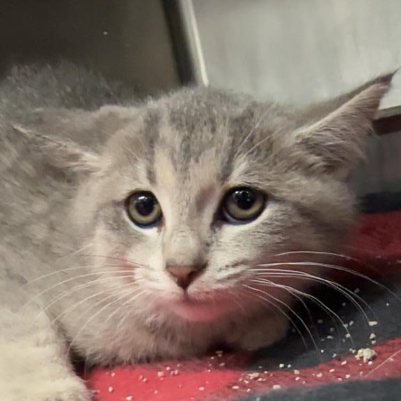 Enlarge Hot Sauce, a Adoptable Domestic Short Hair in Henderson, KY image 1/1