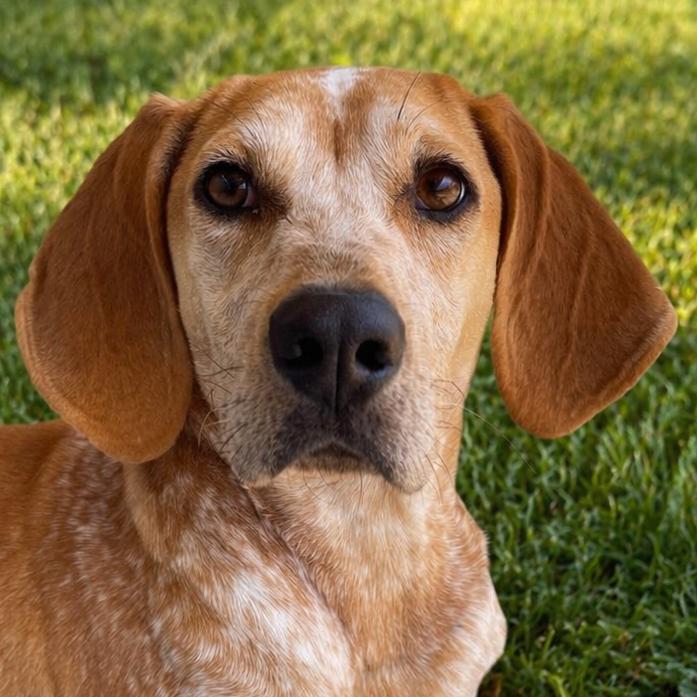 Enlarge Snicker Doodle, a Adoptable mixed breed in Blairsville, GA image 2/6