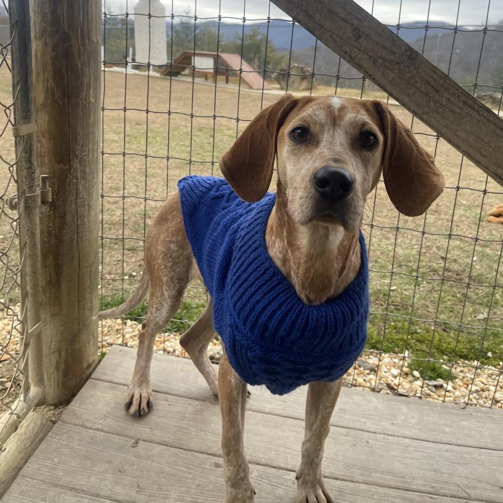 Enlarge Snicker Doodle, a Adoptable mixed breed in Blairsville, GA image 3/6