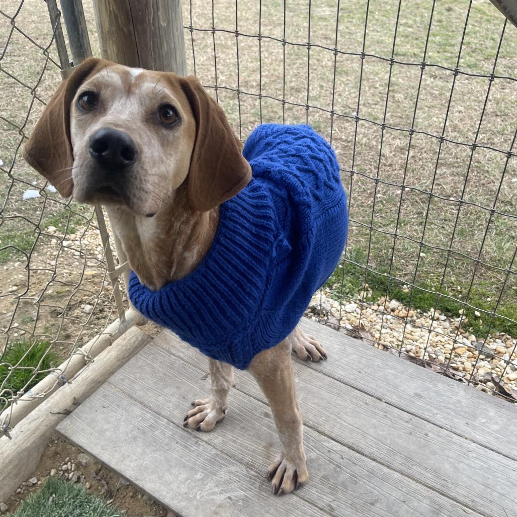 Enlarge Snicker Doodle, a Adoptable mixed breed in Blairsville, GA image 4/6