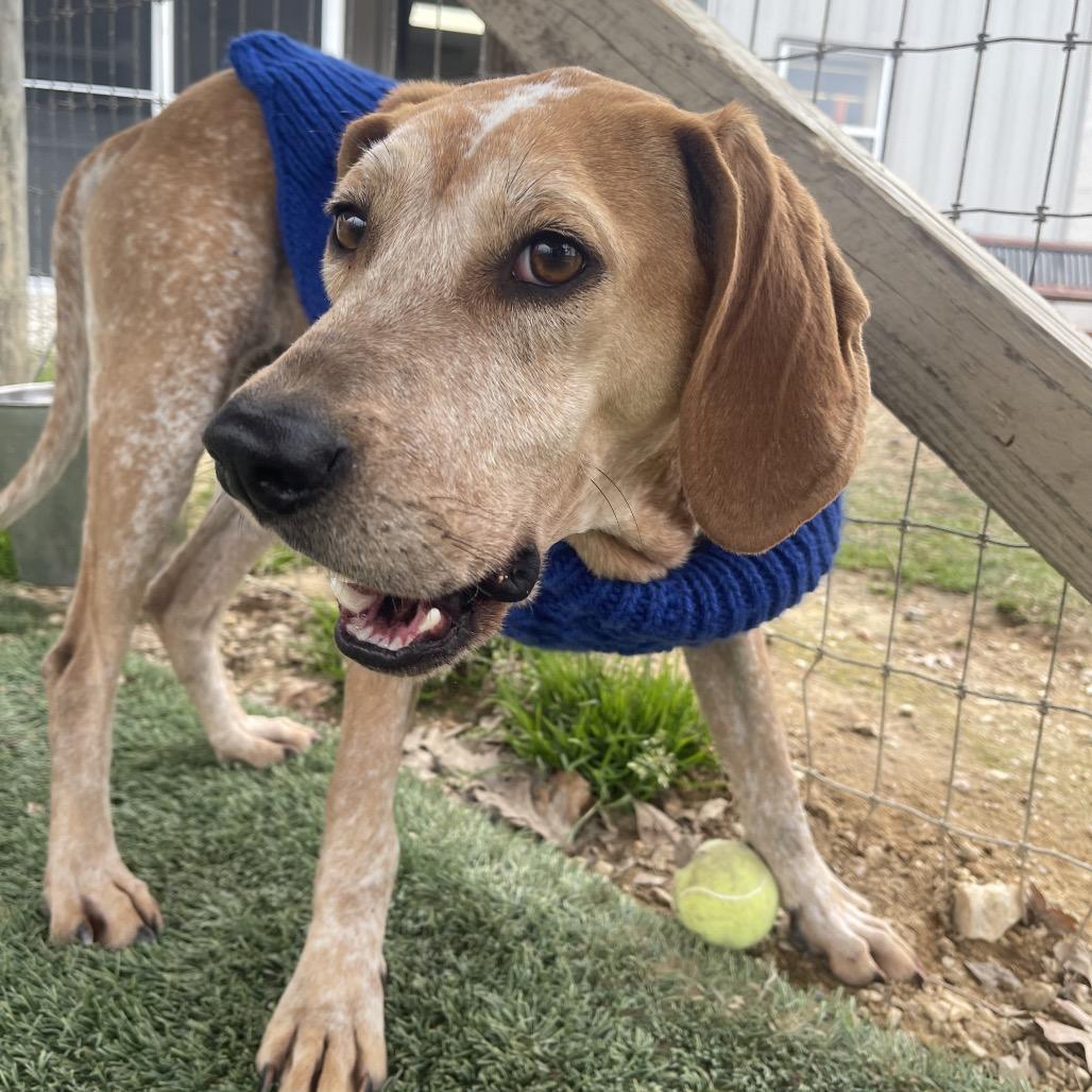 Enlarge Snicker Doodle, a Adoptable mixed breed in Blairsville, GA image 5/6