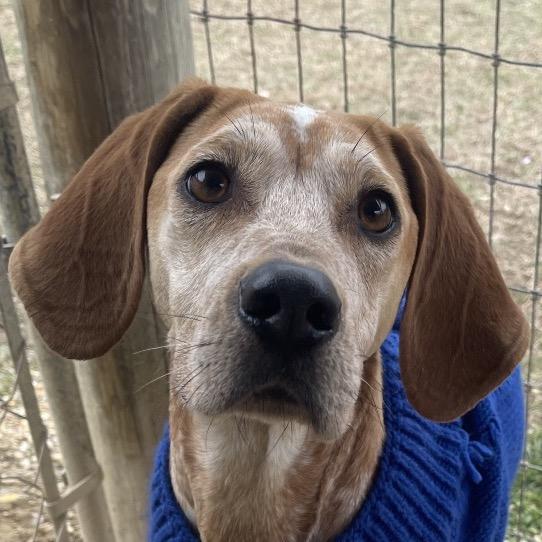 Enlarge Snicker Doodle, a Adoptable mixed breed in Blairsville, GA image 6/6