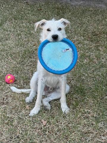 Fin, adopted, Puppy Male Golden Retriever & Miniature Schnauzer.