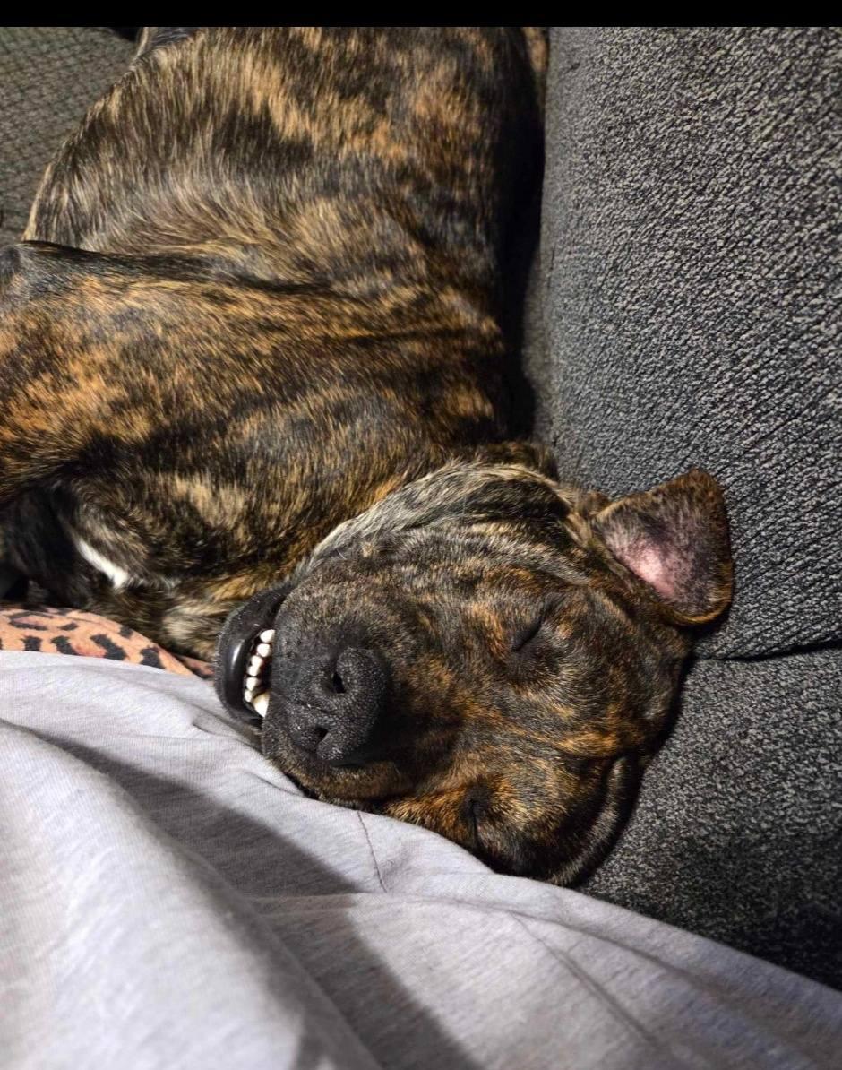 Enlarge Asher, a ADOPTABLE Mountain Cur in Fort Payne, AL image 2/4