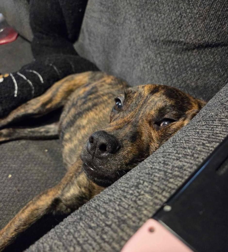 Enlarge Asher, a ADOPTABLE Mountain Cur in Fort Payne, AL image 4/4