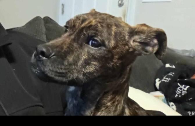 Asher, ADOPTABLE, Young Male Mountain Cur.