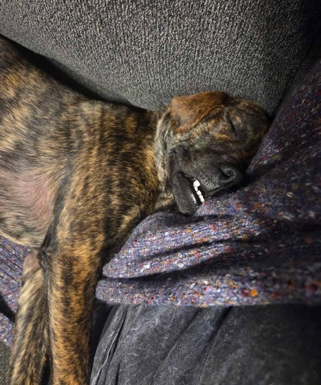 Enlarge Asher, a ADOPTABLE Mountain Cur in Fort Payne, AL image 3/4