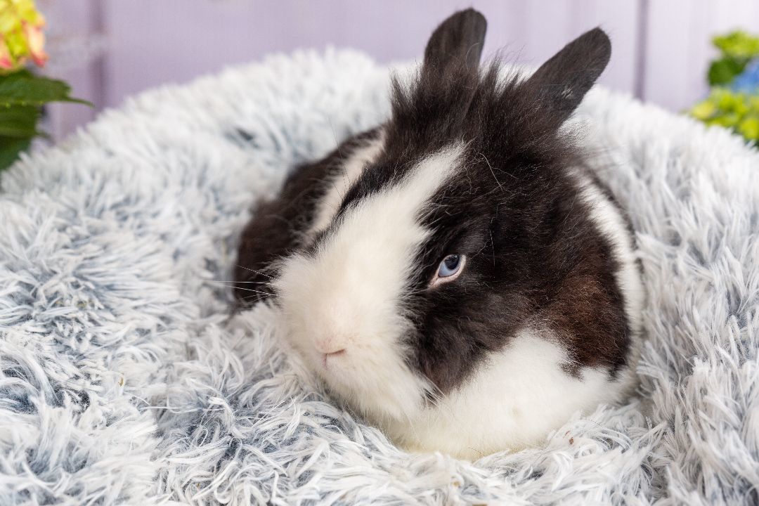 Blue, Adopted, Adult Male Dutch.