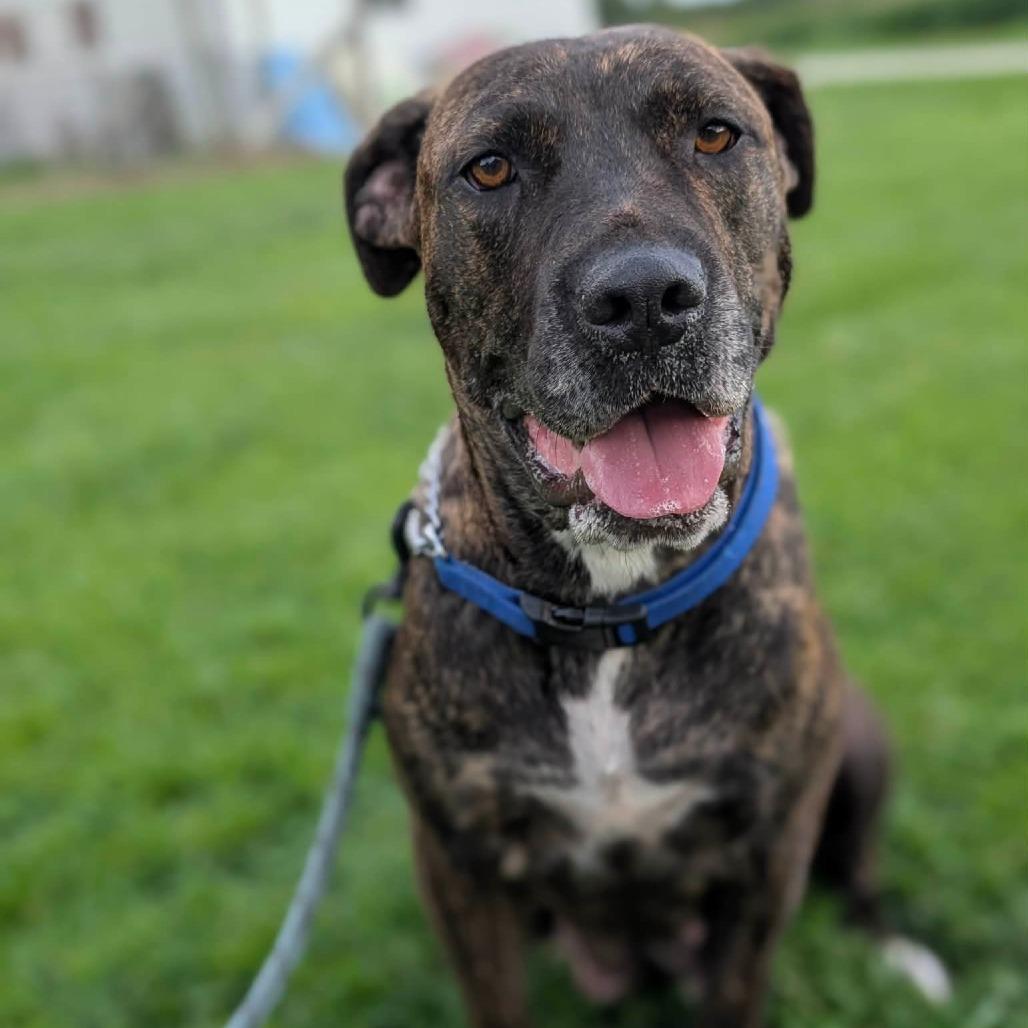 Bella, Adoptable, Adult Female Mixed Breed.