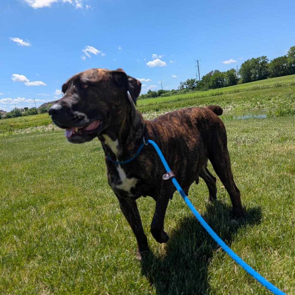 Enlarge Bella, a Adoptable Mixed Breed in DeKalb, IL image 2/2