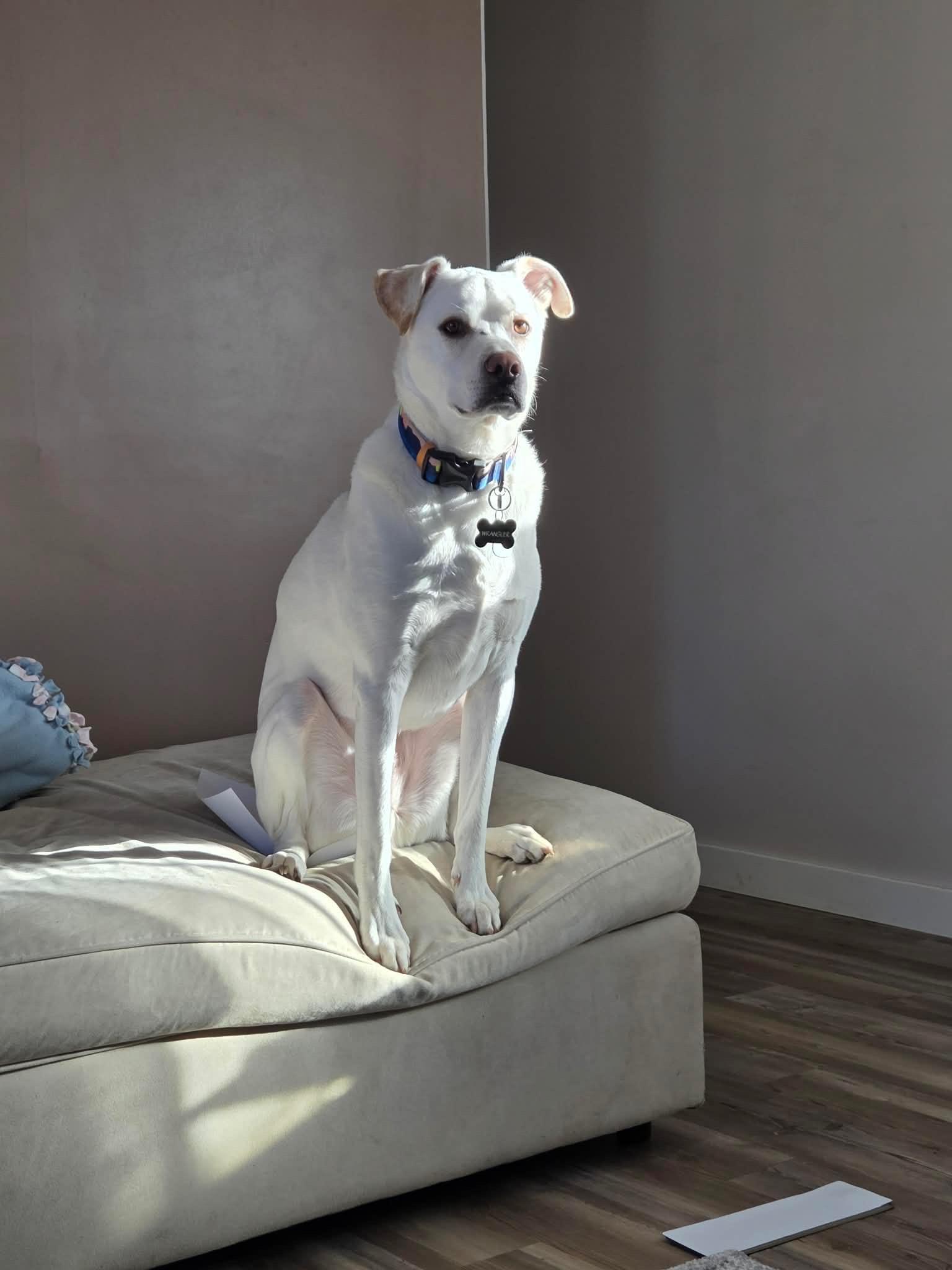 Wrangler - Courtesy Listing see info , a ADOPTABLE Mixed Breed in Polson, MT image 1/4