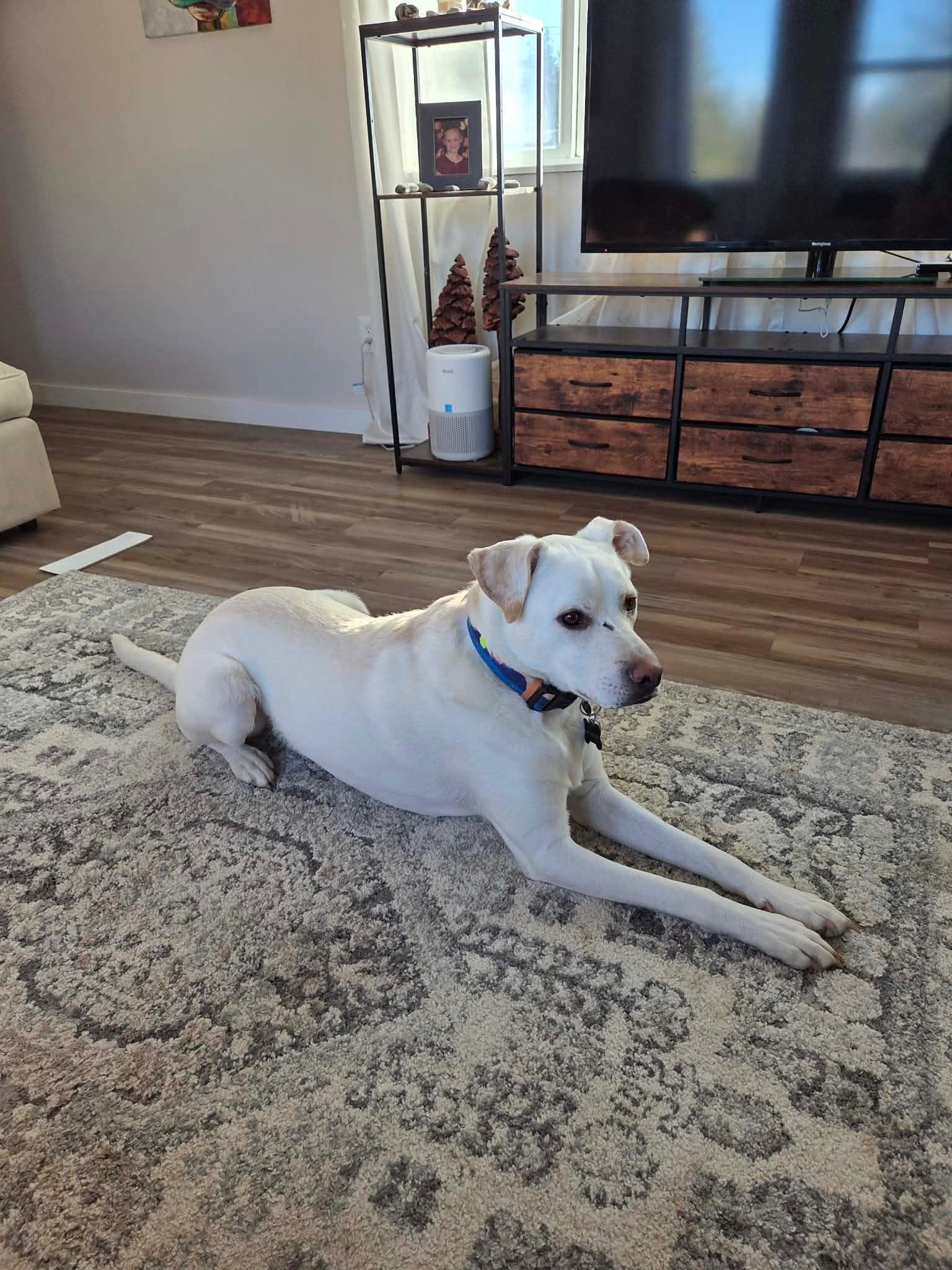 Wrangler - Courtesy Listing see info , a ADOPTABLE Mixed Breed in Polson, MT image 3/4