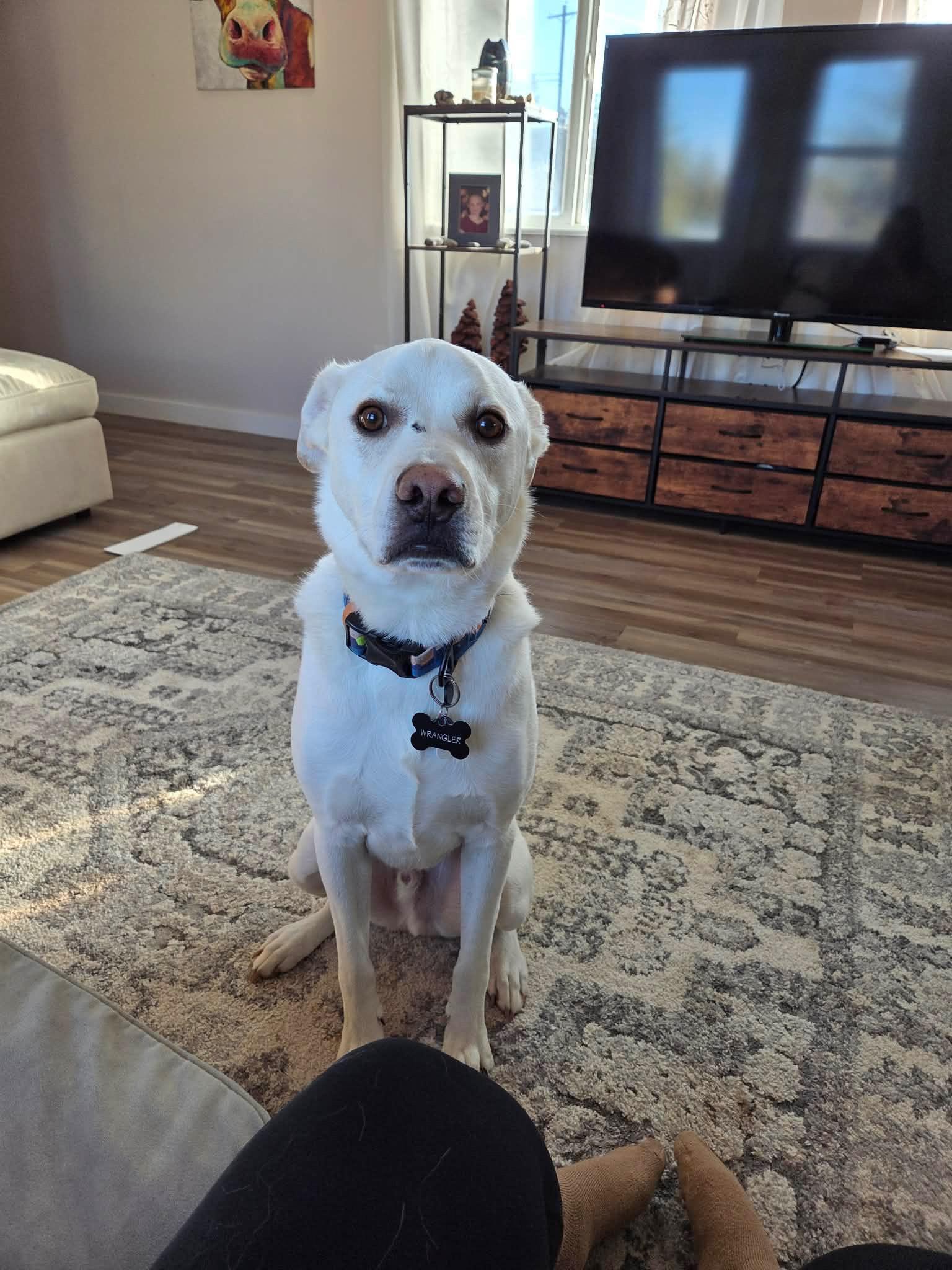 Wrangler - Courtesy Listing see info , a ADOPTABLE Mixed Breed in Polson, MT image 2/4