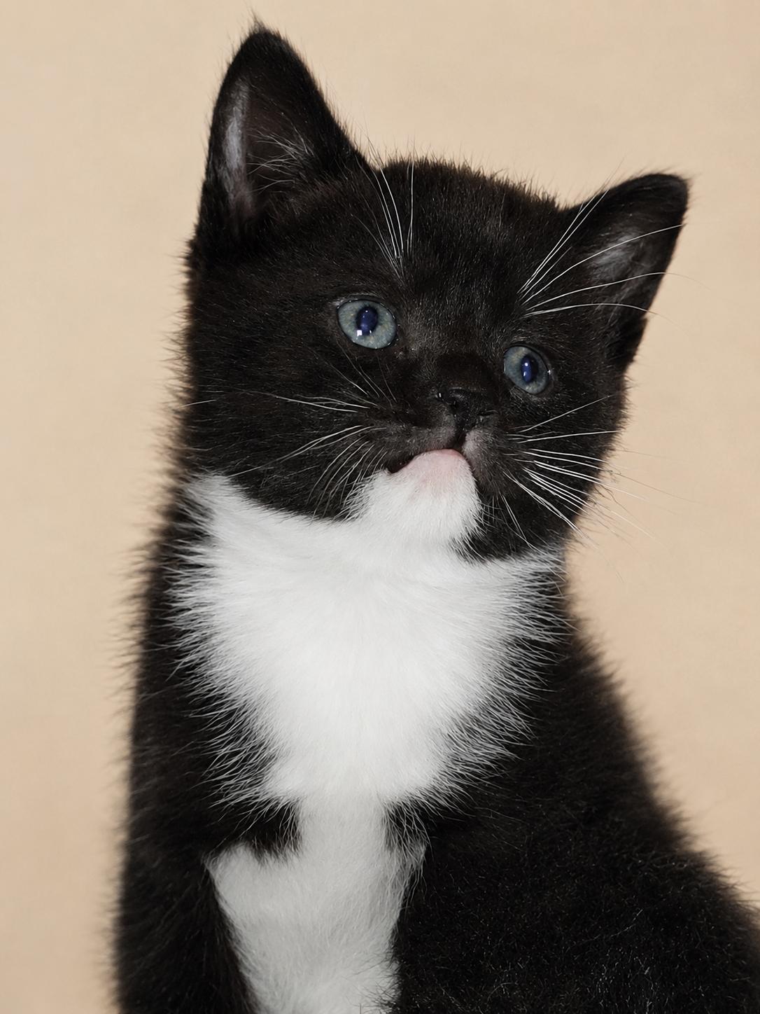 Boots, ADOPTABLE, Young Female Domestic Short Hair.