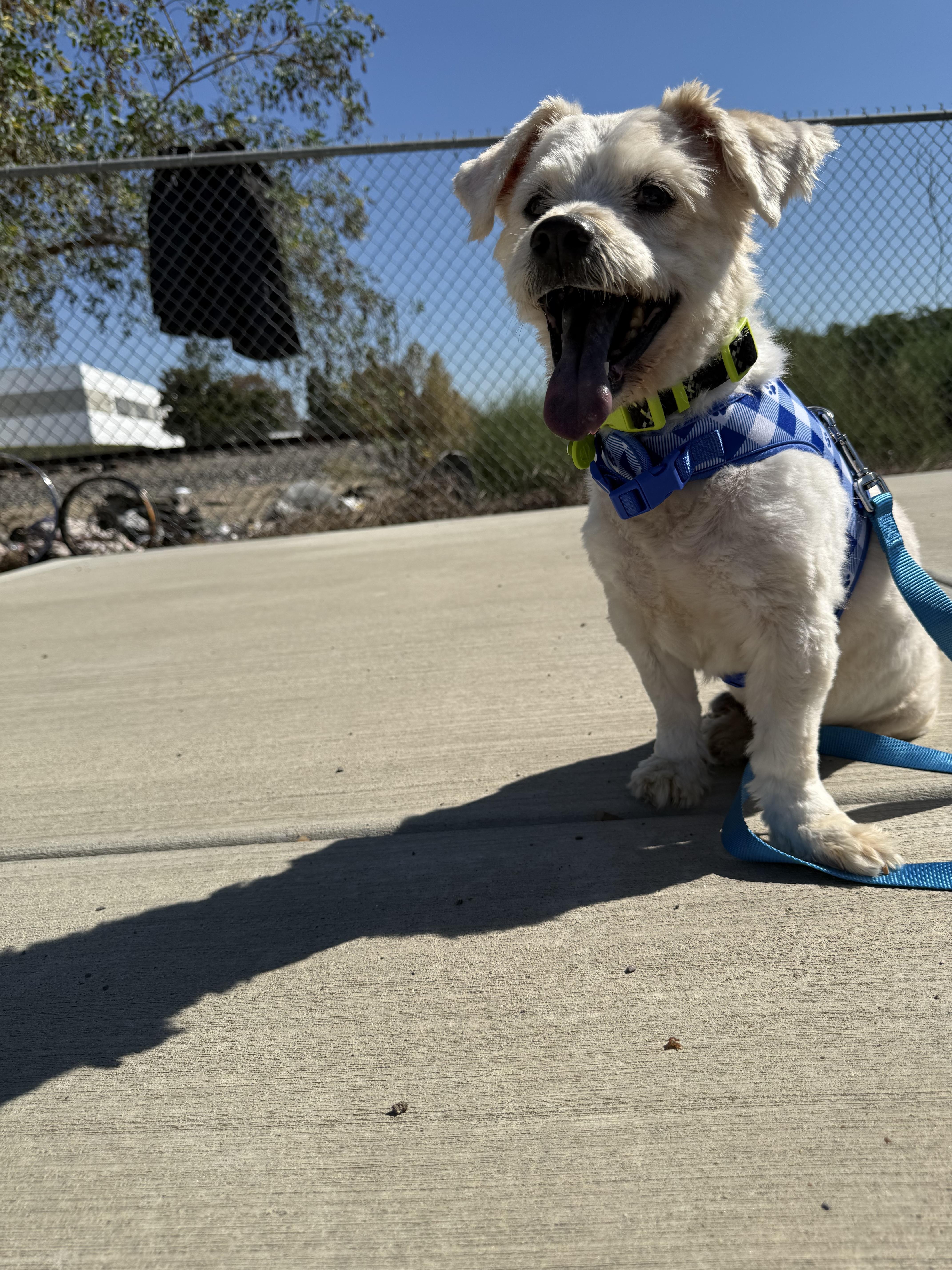 Enlarge Beckett, a Adoptable mixed breed in Laguna Beach, CA image 4/4