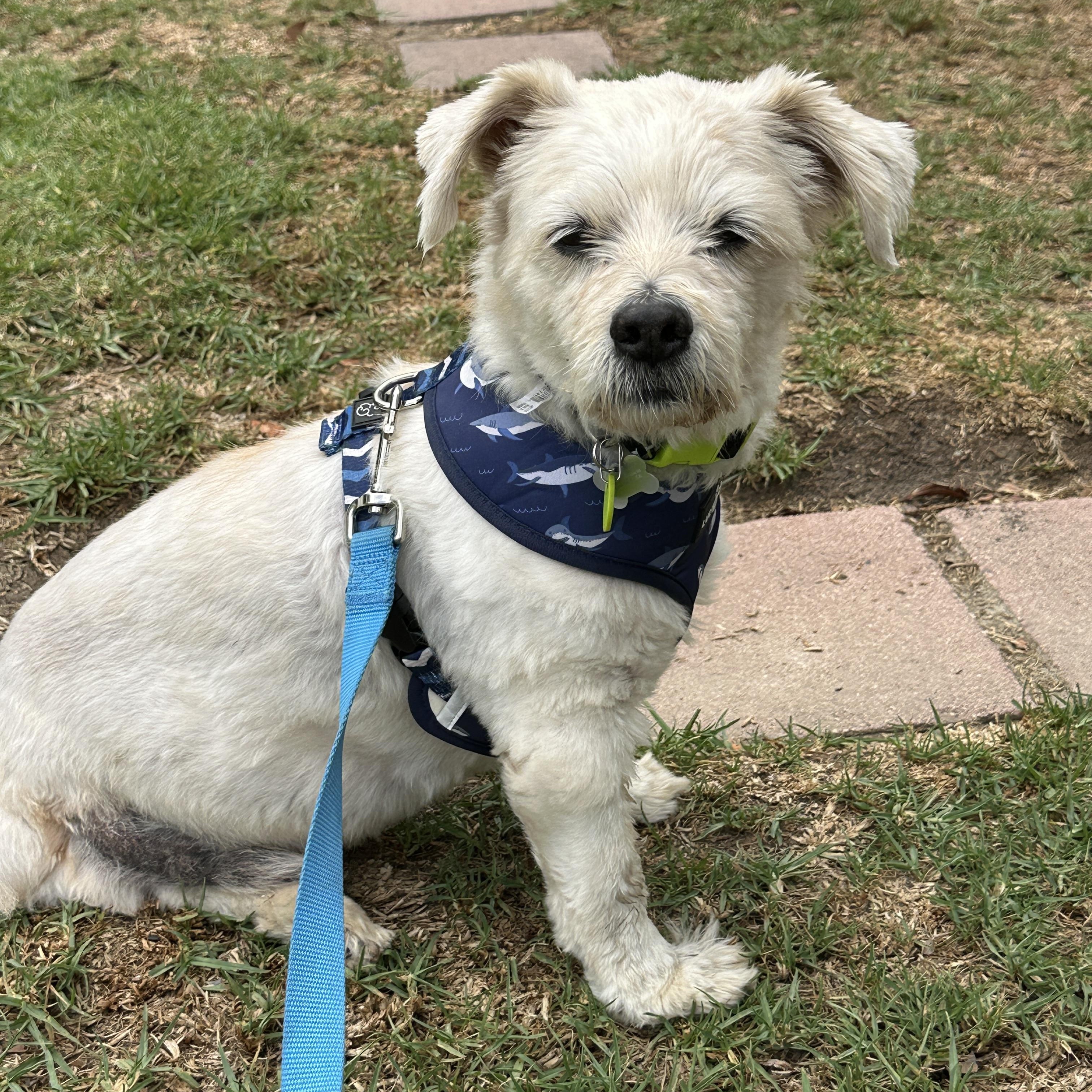 Enlarge Beckett, a Adoptable mixed breed in Laguna Beach, CA image 2/4
