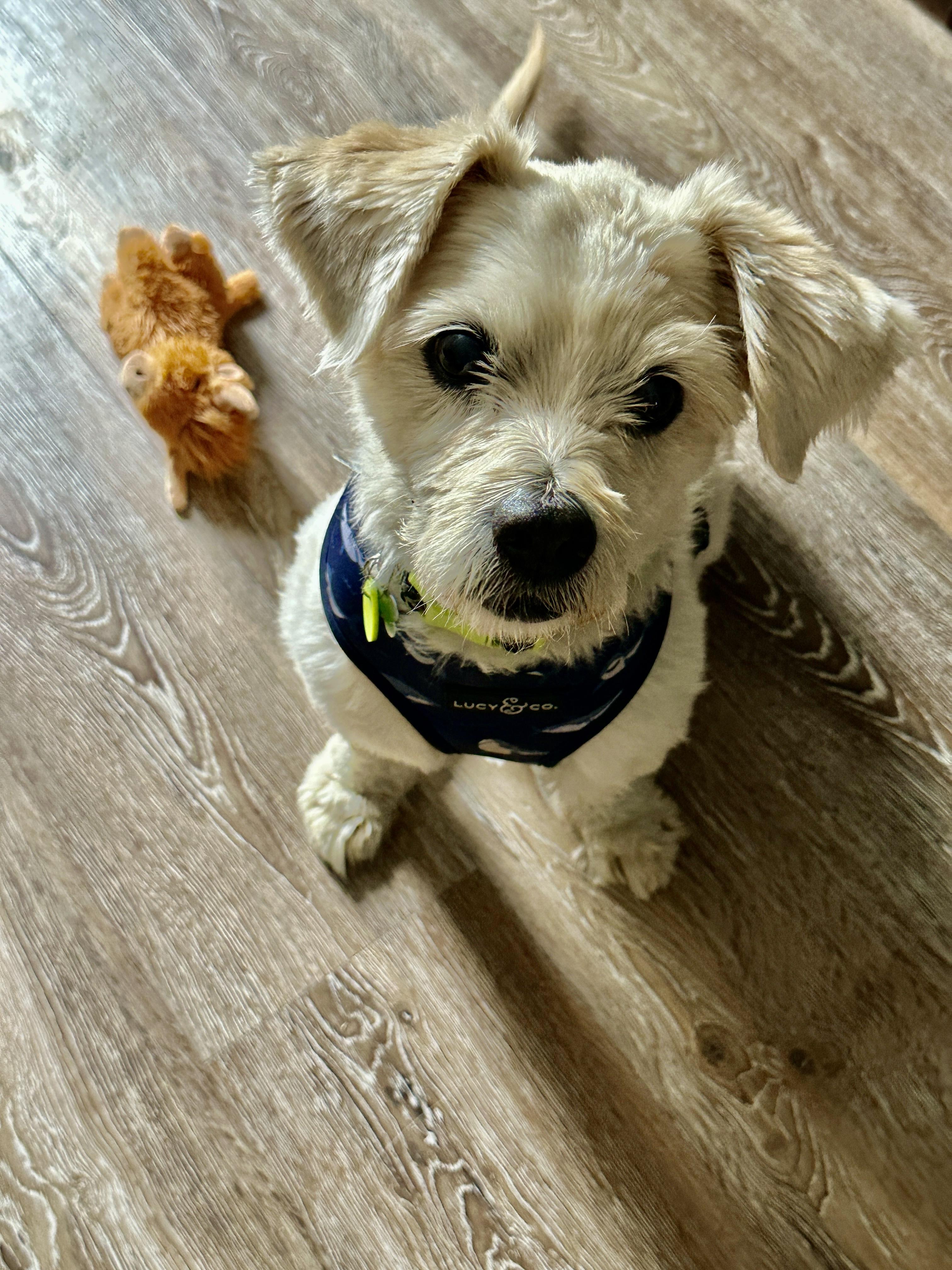 Enlarge Beckett, a Adoptable mixed breed in Laguna Beach, CA image 1/4