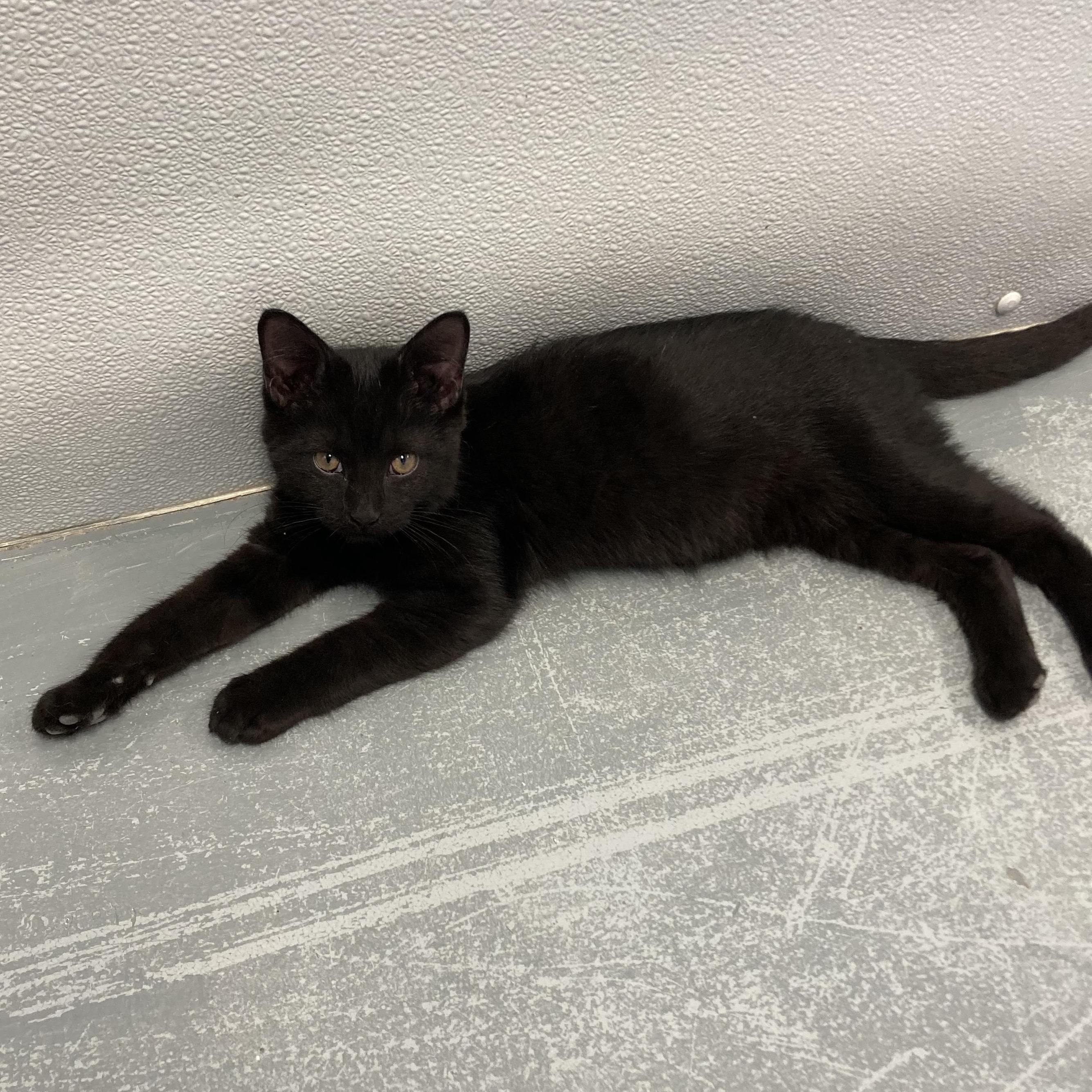 Enlarge MAGIC, a Adoptable mixed breed in Wilmington, OH image 1/1