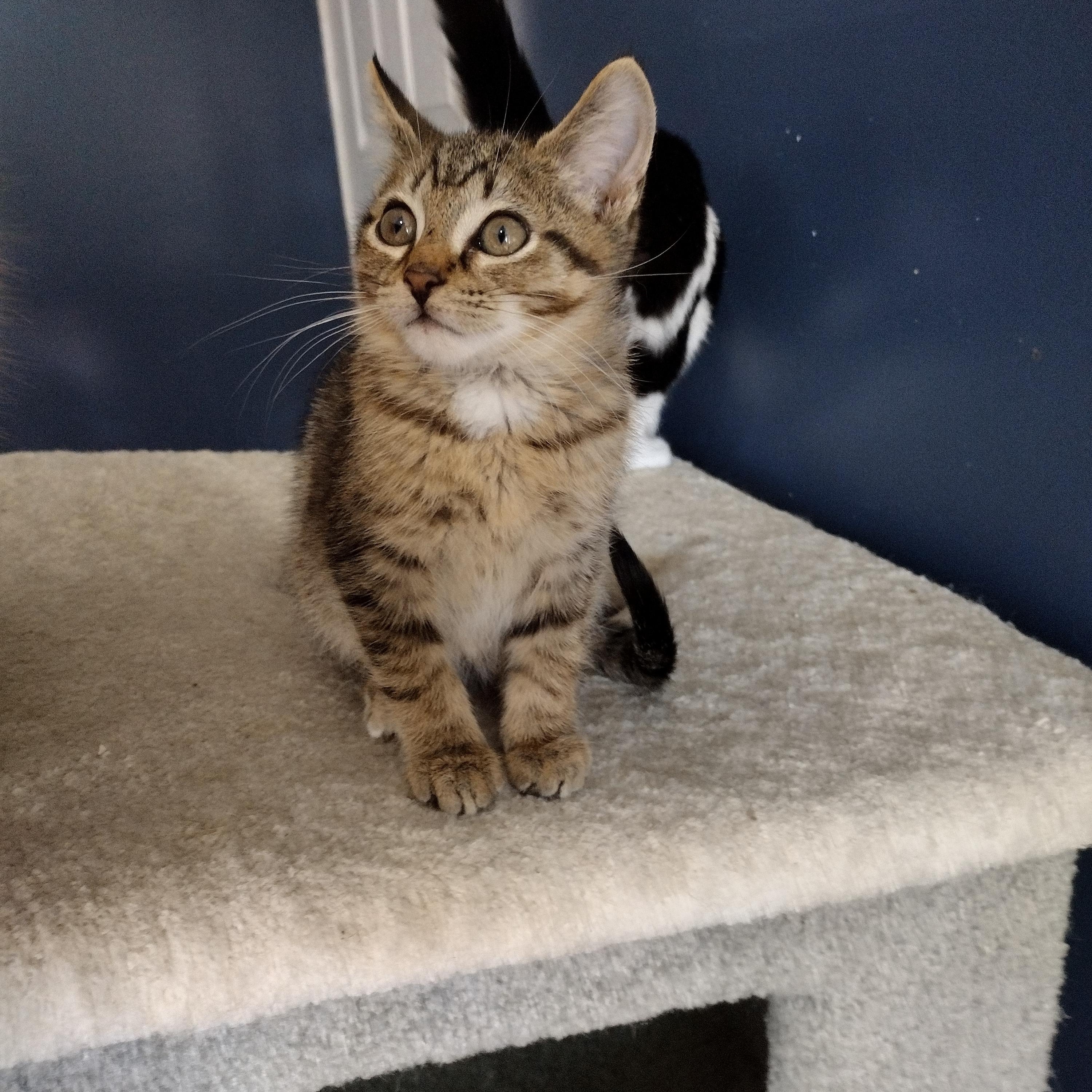 Enlarge Zeus, an adopted Domestic Short Hair in Ionia, MI image 1/2