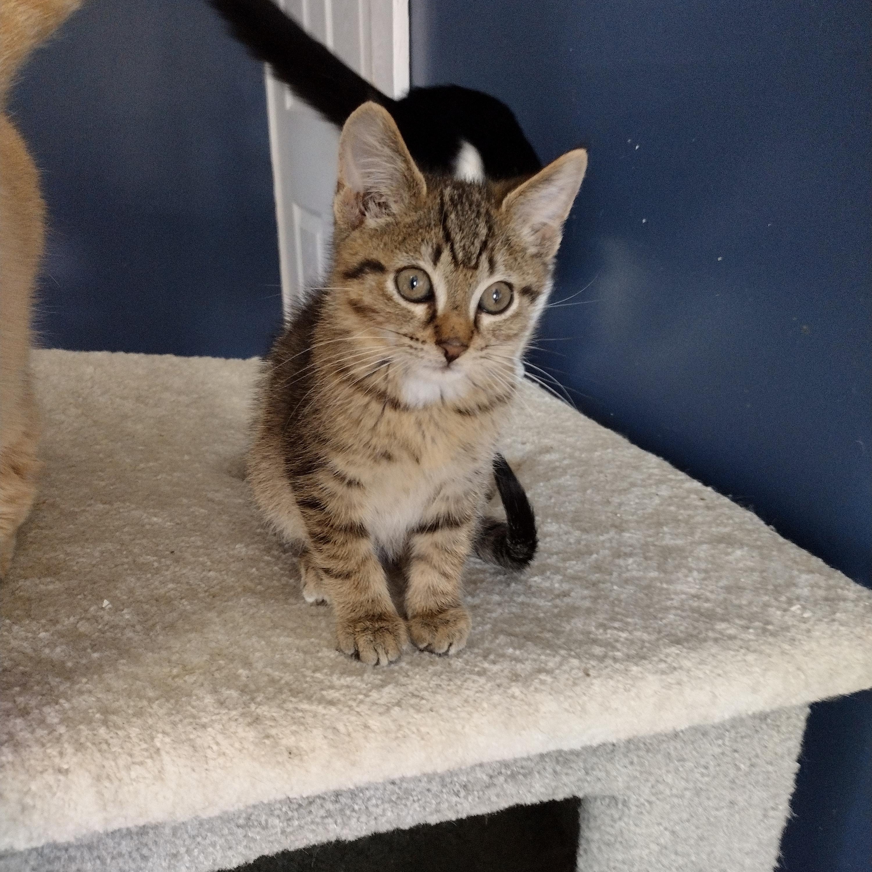 Enlarge Zeus, an adopted Domestic Short Hair in Ionia, MI image 2/2