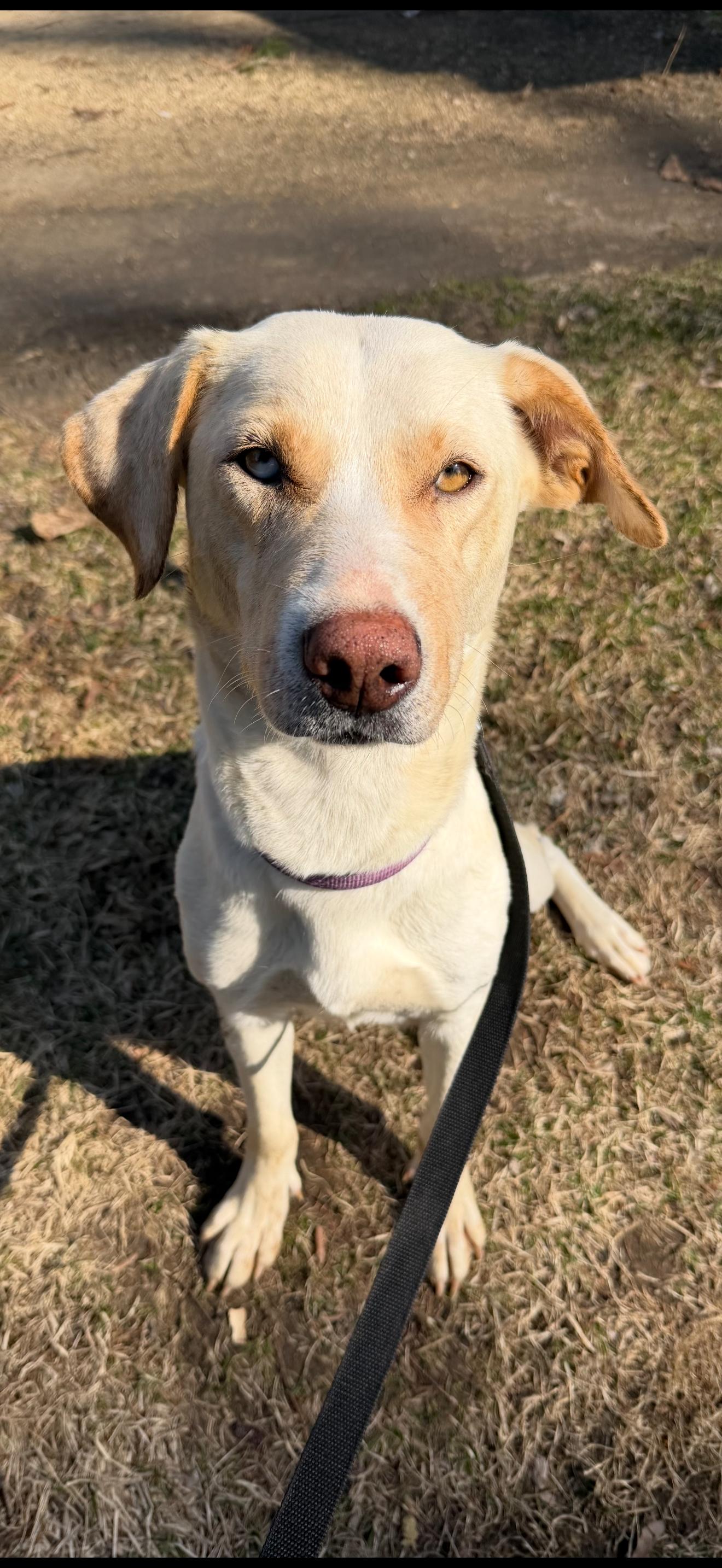 Enlarge Willa, a ADOPTABLE Labrador Retriever in Union Grove, WI image 2/2