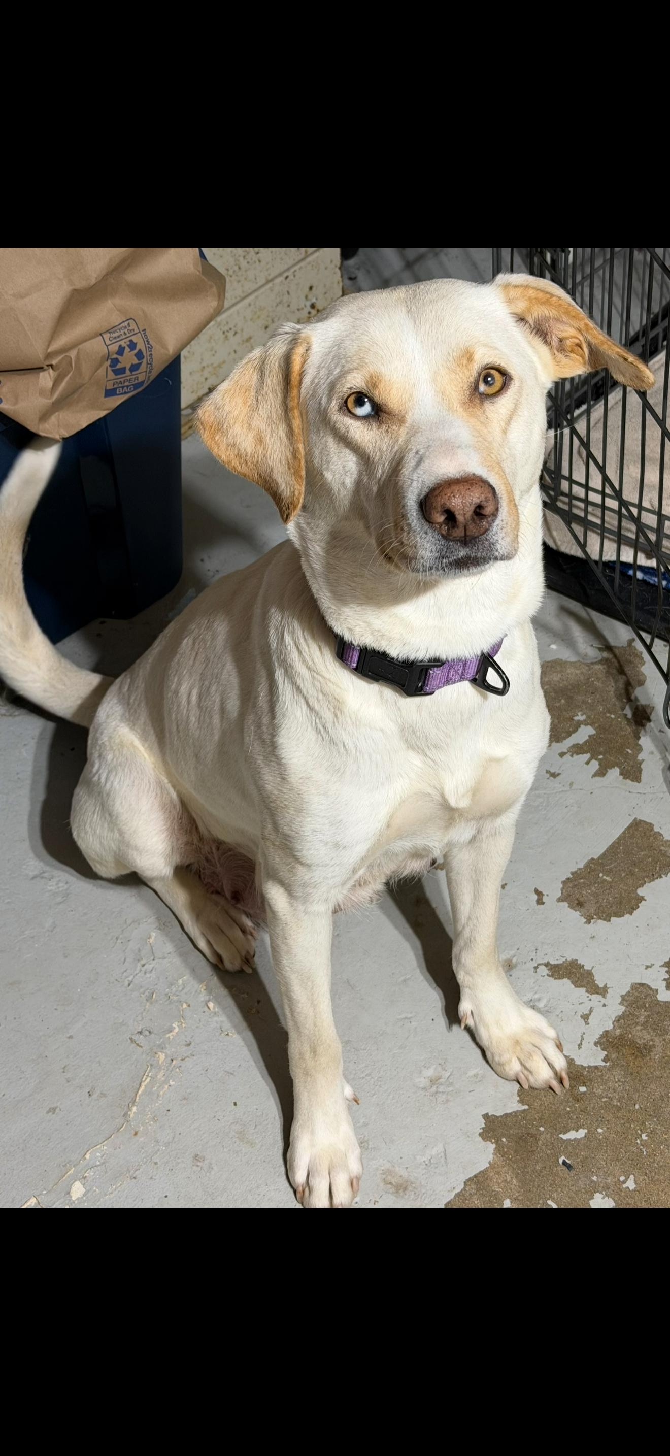 Enlarge Willa, a ADOPTABLE Labrador Retriever in Union Grove, WI image 1/2