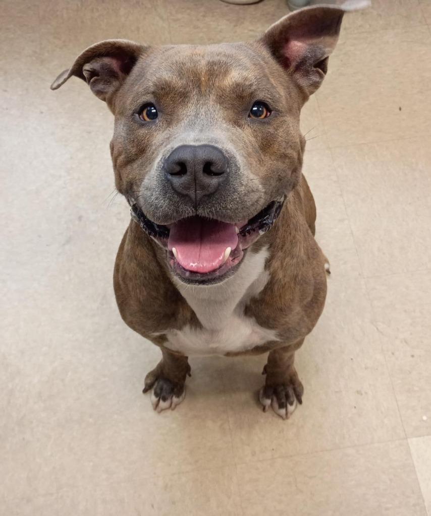 Enlarge Destin, a Adoptable Staffordshire Bull Terrier in La Porte, IN image 1/1