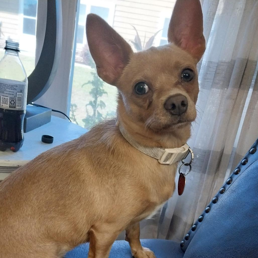 Honey, Adoptable, Adult Female Chihuahua.