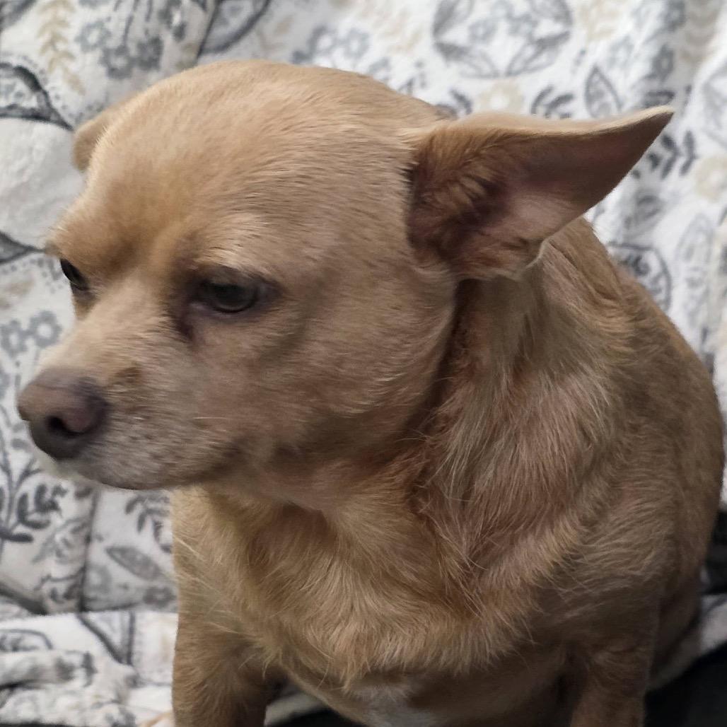 Honey, a Adoptable Chihuahua in Gulfport, MS image 2/2